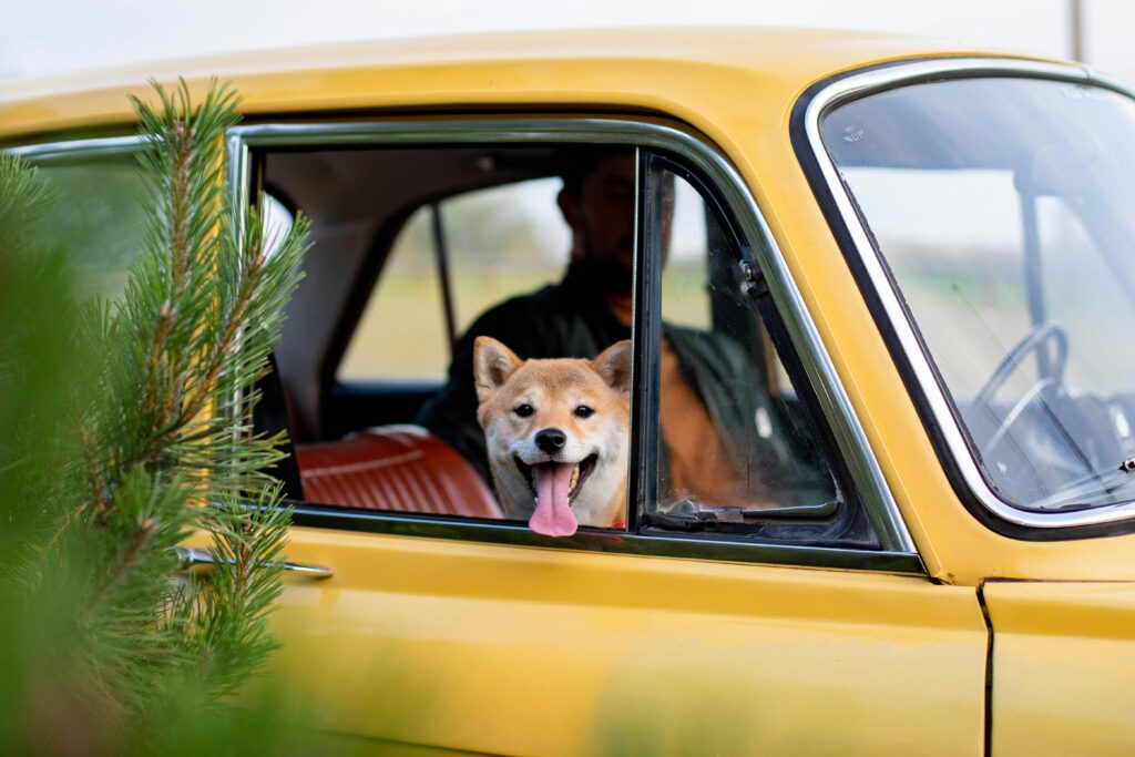 Dog relocation